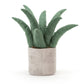 Amuseables Aloe Vera